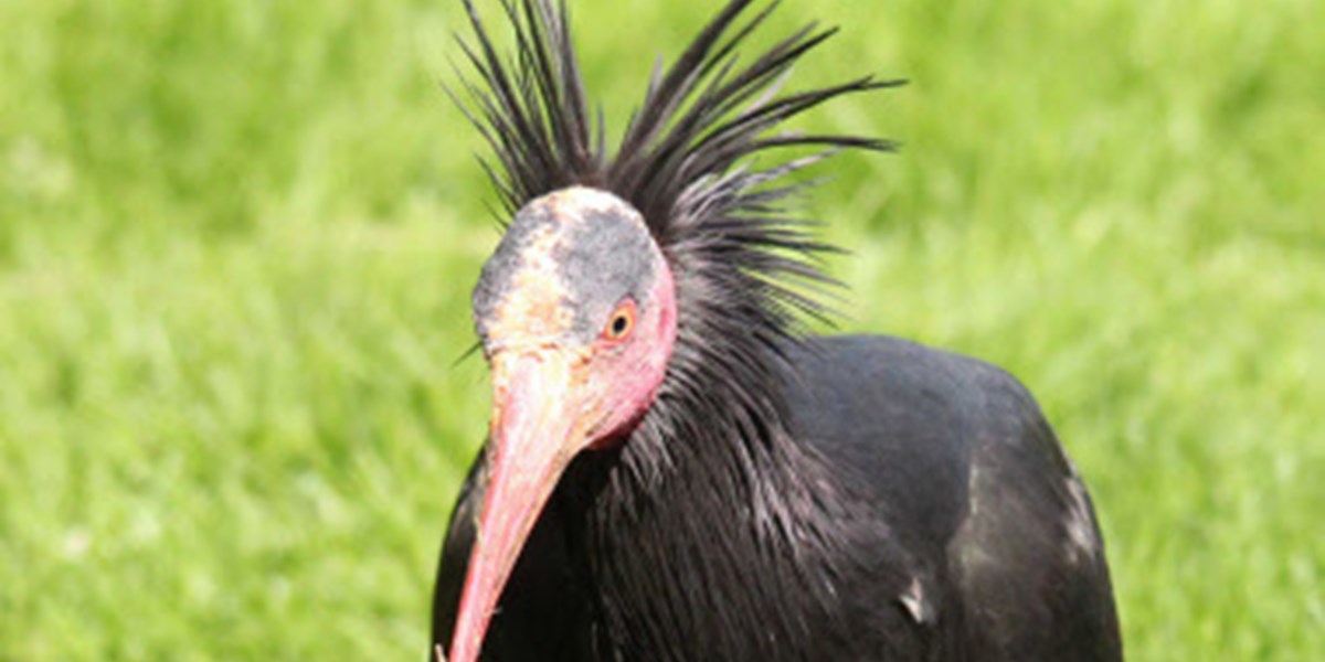 Waldrapp Deutschland Waldrapp Deutschland