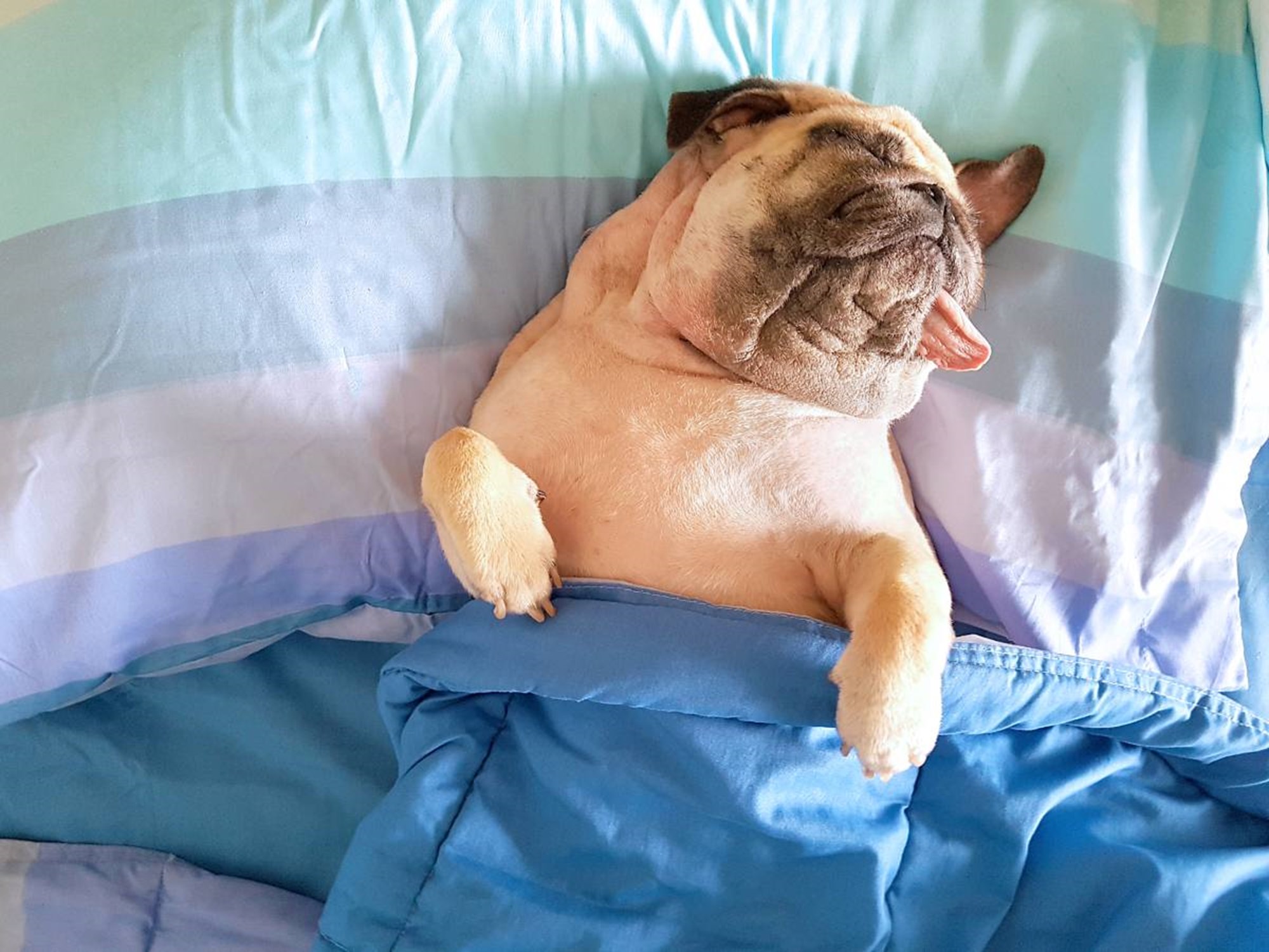 Mensch oder Tier? Frauen schlafen besser mit Hund im Bett Schlafen