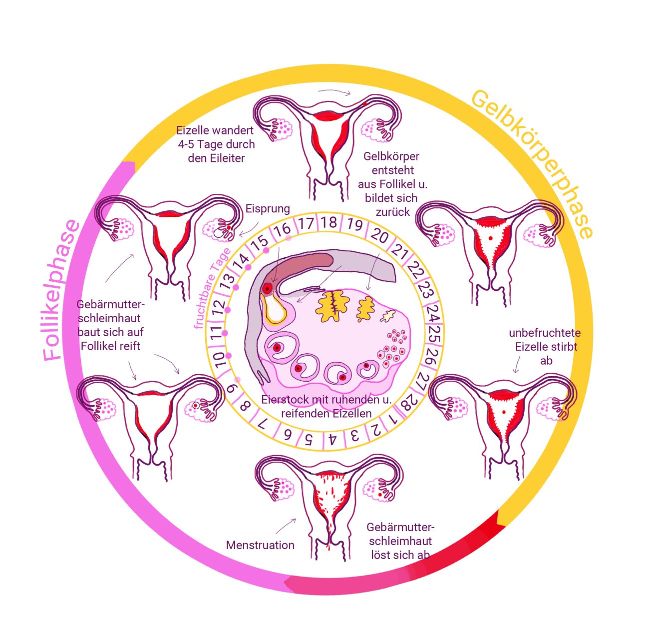 So funktioniert der weibliche Zyklus - STANDARD-Zyklus - dieStandard.at › Alltag