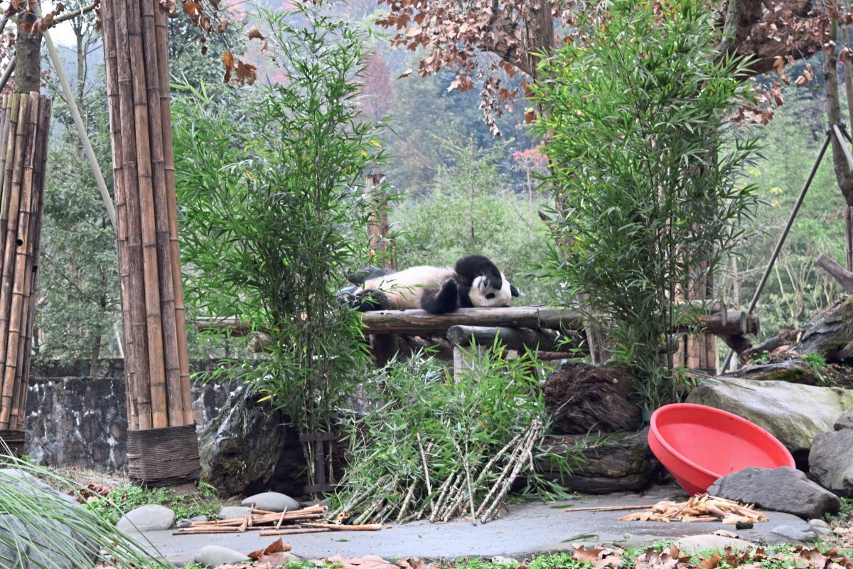 Wiener Pandas Sind Auch In China Die Stars Panorama Tiere