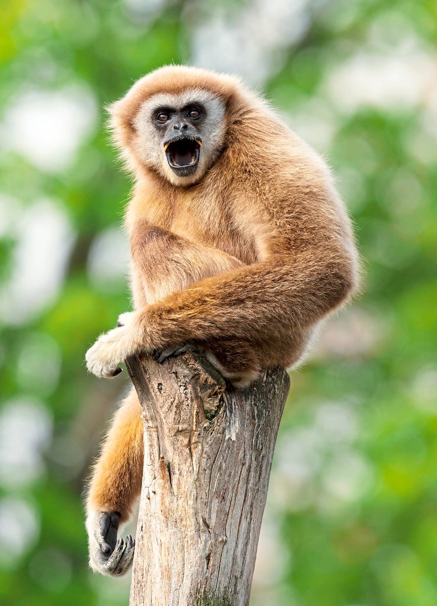 Get Was ist ein affe Free HD Was Ist Ein Affe