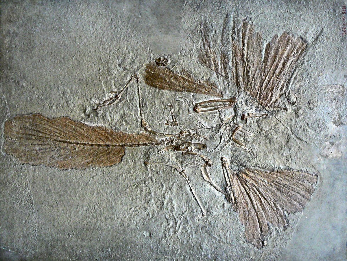 Der erste ArchaeopteryxFund entpuppt sich als Irrtum Paläontologie