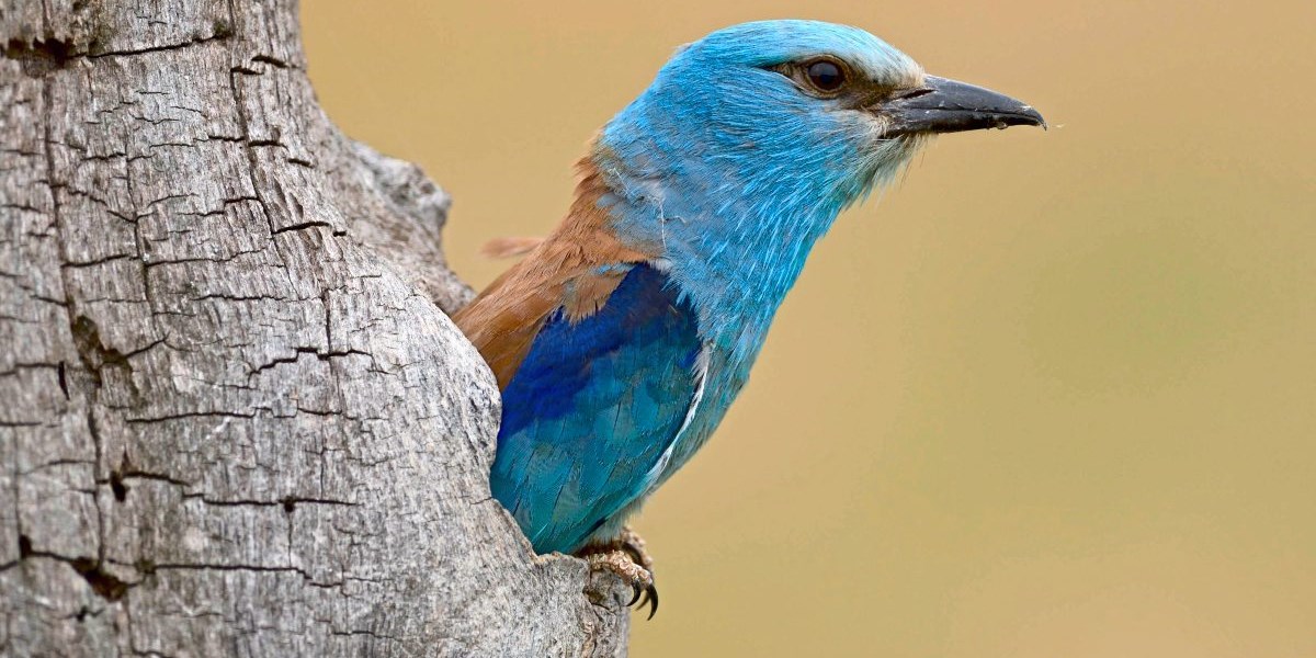 Blauracke bunter Vogel in Österreich in Bedrängnis