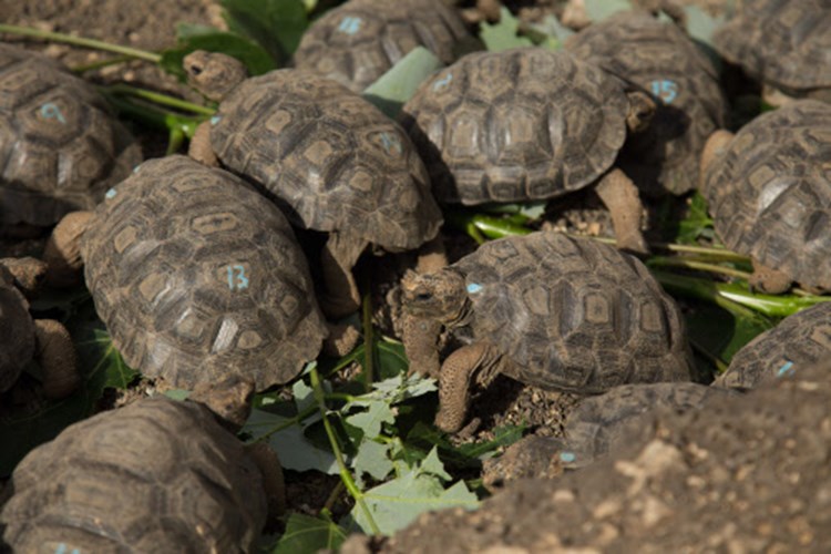 Insel Im Galapagos Archipel Wird Wieder Mit Riesenschildkroten Besiedelt Natur Derstandard De Wissen Und Gesellschaft