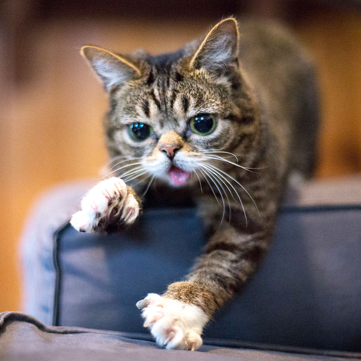 Genveranderung Warum Lil Bub So Merkwurdig Aussieht Natur Derstandard De Wissen Und Gesellschaft