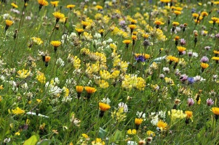 Naturschutzer Furchten Um Salzburger Schmetterlingswiesen Naturschutz Derstandard At Panorama