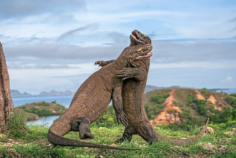 Dracheninsel Komodo Wird Für Touristen Gesperrt Reisen - 