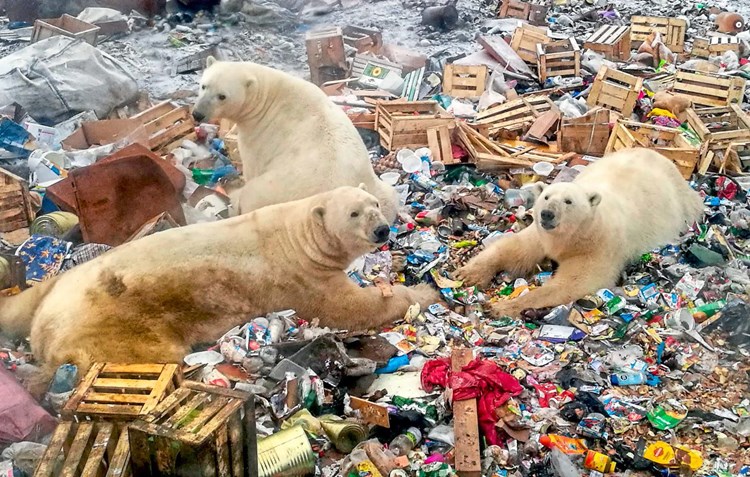 Losing Earth Die Erde Ist Bald Geschichte Buchneuerscheinungen Derstandard At Kultur