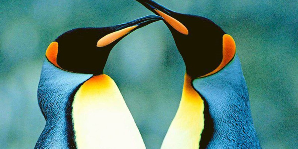 Wo Leben Pinguine Denn Nun Wirklich Gute Frage Derstandard At Wissenschaft