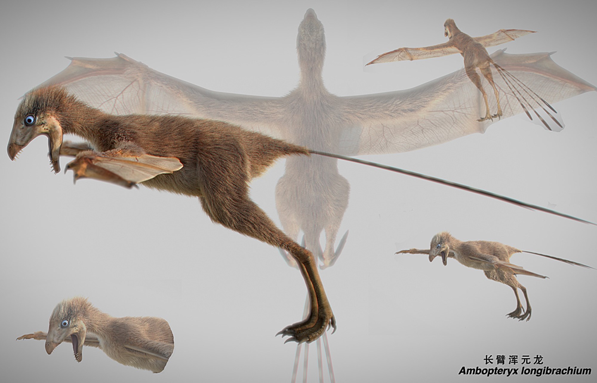 Перепончатые животные. Ambopteryx longibrachium. Пернатый динозавр летающий. Динозавр с перепончатыми крыльями. Рукокрылые динозавры.