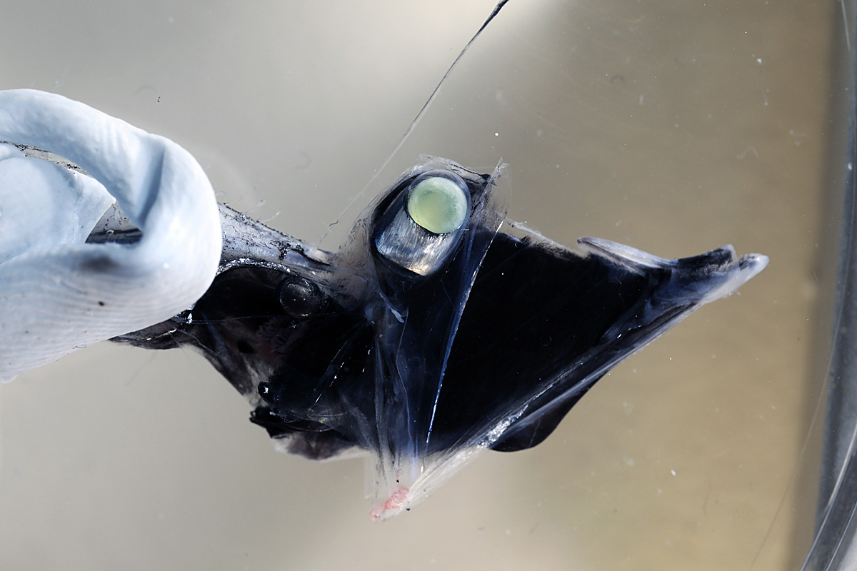 Manche Tiefseefische können gut Farben sehen aber wozu? Natur derStandard.de › Wissen und