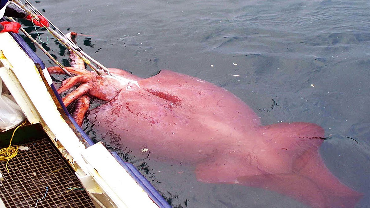 Erstmals Riesentintenfisch in US-nahen Gewässern gefilmt - Natur - derStandard.de › Wissen und ...