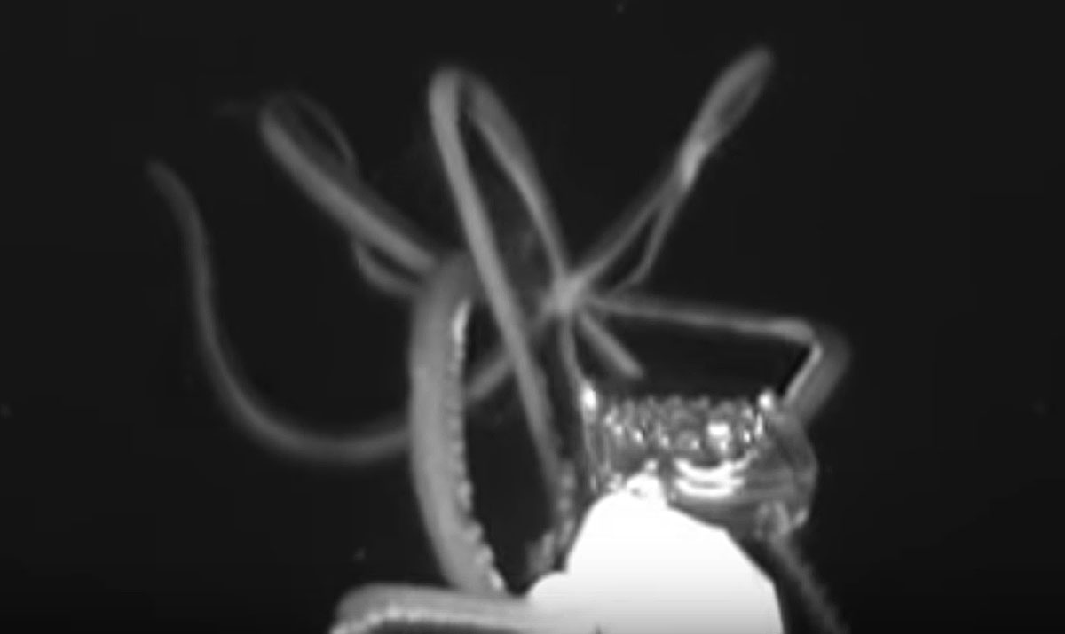 Erstmals Riesentintenfisch In Us Nahen Gewassern Gefilmt Natur Derstandard De Wissen Und Gesellschaft