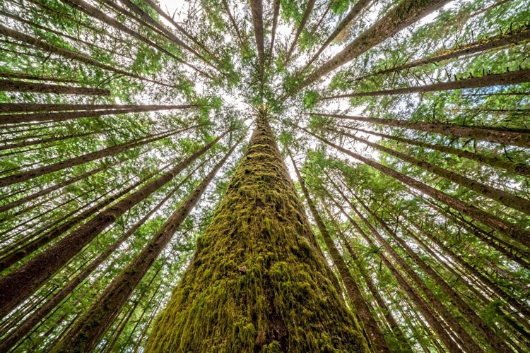 Die Beste Massnahme Gegen Den Klimawandel Klimawandel Derstandard At Wissenschaft