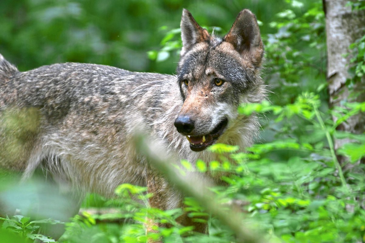 Mutmaßlich gewilderter Wolf in Tirol gefunden - Ökologie - derStandard.at › Panorama