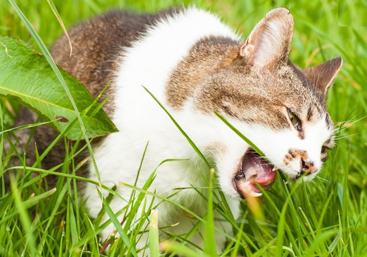 Warum Katzen Wirklich Gras Fressen Natur Derstandardat