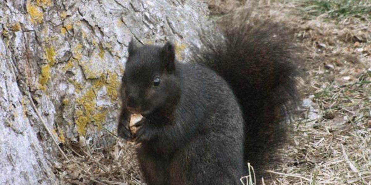 Woher Plotzlich Schwarze Eichhornchen Kommen Natur Derstandard De Wissen Und Gesellschaft