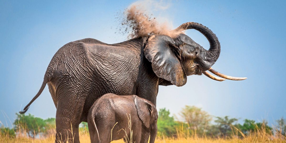 Die Dialekte Der Afrikanischen Elefanten Forschung Spezial Derstandard At Wissenschaft