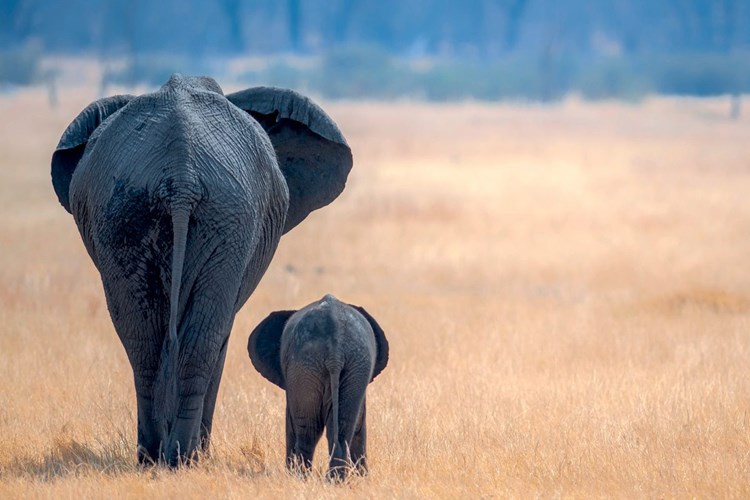 Warum Gehen Elefanten Auf Wanderschaft Forschung Spezial Derstandard At Wissenschaft