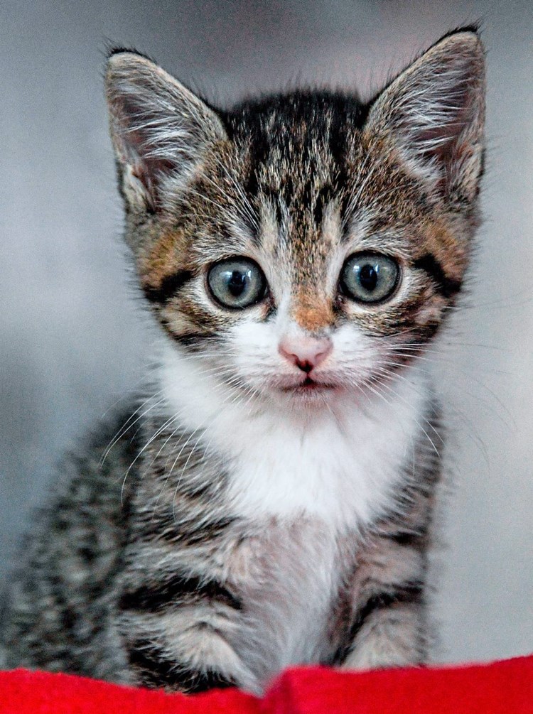 Katzenhaar Allergie Lasst Sich Durch Impfung Der Katze Lindern Impfungen Derstandard At Gesundheit