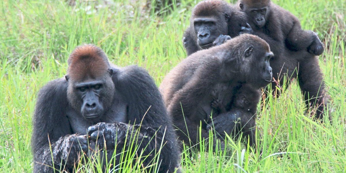 Gorillas Im Dilemma Was Tun Wenn Der Partner Unfruchtbar Wird Natur Derstandard De Wissen Und Gesellschaft