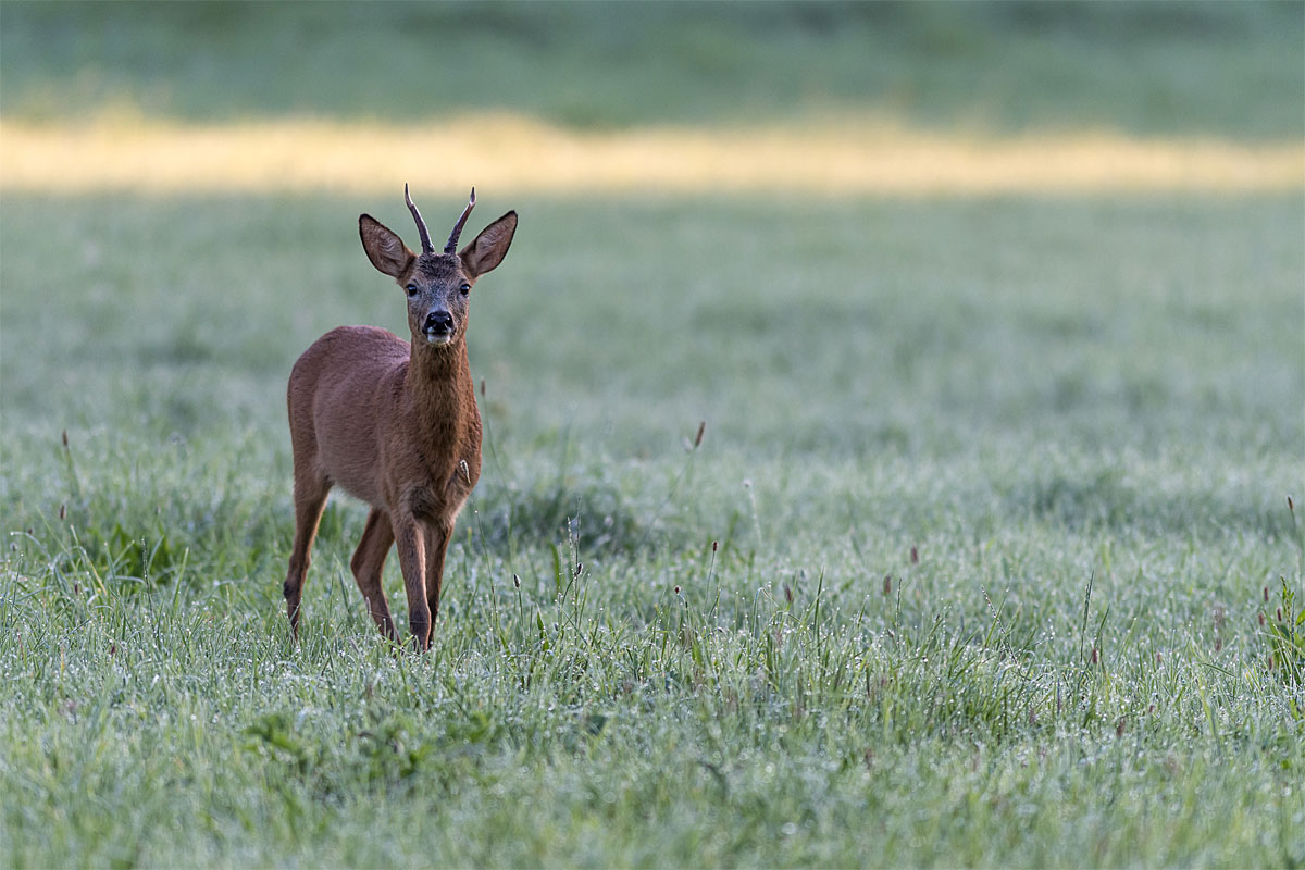 Winterfutterung Konnte Fur Die Heimischen Rehe Schadlich Sein Natur Derstandard At Wissenschaft Winterfutterung Konnte Fur Die Heimischen Rehe Schadlich Sein Natur Derstandard At Wissenschaft