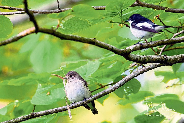 Singvogel passt sich dem Klimawandel an - Natur ...