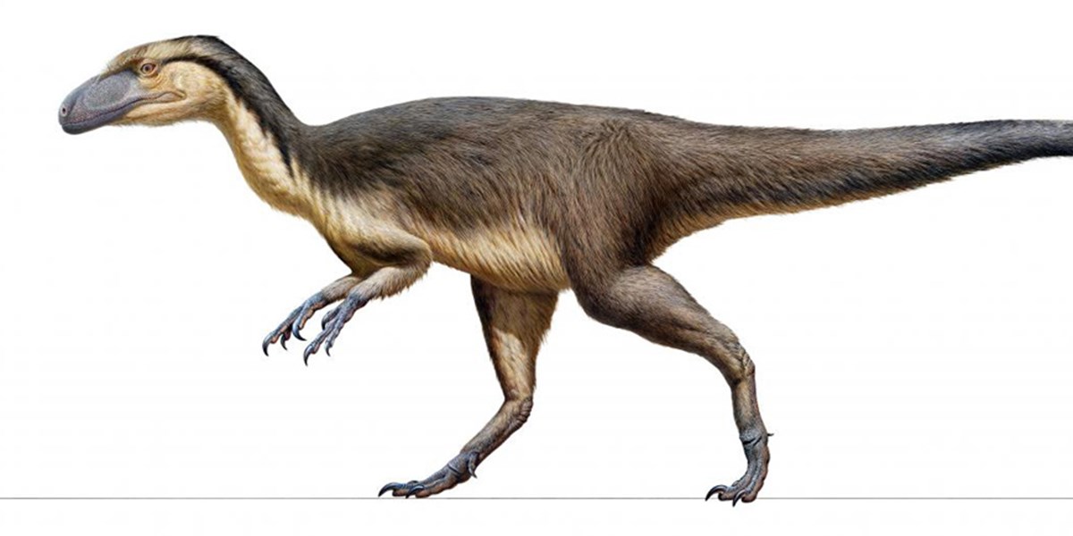 Dank Federn Konnten Dinosaurier Fast Von Pol Zu Pol Leben Natur Derstandard De Wissen Und Gesellschaft