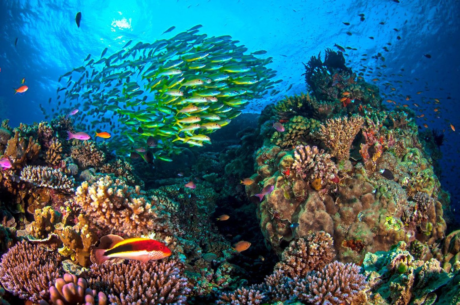 Большой барьерный риф ответ. Коралловые рифы большой Барьерный риф. Большой коралловый риф в Австралии. Австралия Барьерный риф кораллы. Большой Барьерный риф (ББР), Австралия.