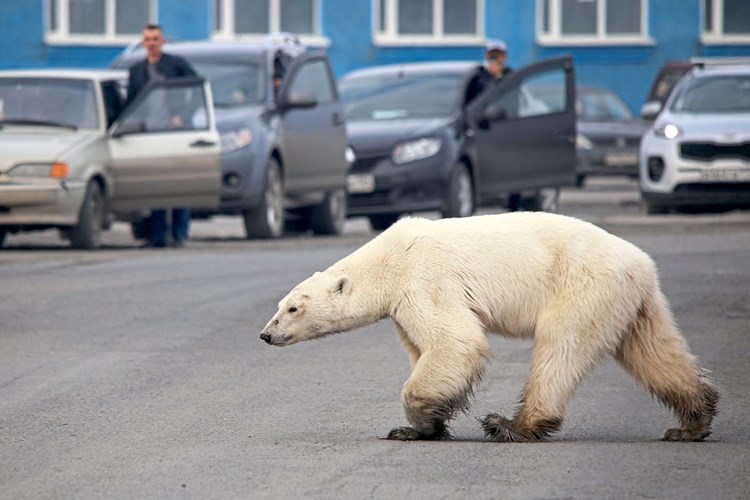 Es Schneit Ja Eh Wo Ist Dieser Klimawandel Un Klimakonferenz 19 Derstandard At Wirtschaft