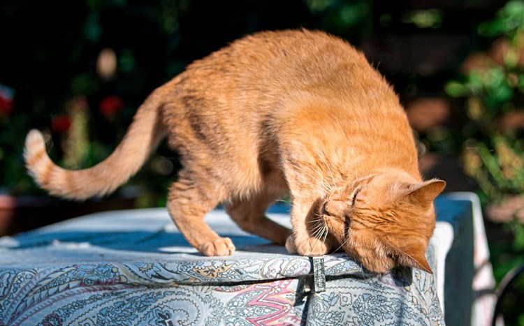 Niederländische Juristen Fordern Ausgehverbot Für Katzen
