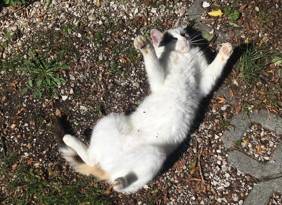 hausarrest fur katzen hans rauscher derstandard de meinung