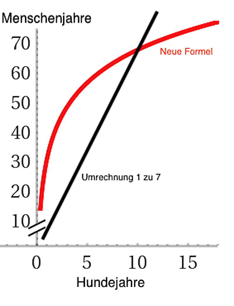 Wie alt ist mein Hund in Menschenjahren? Natur derStandard.at
