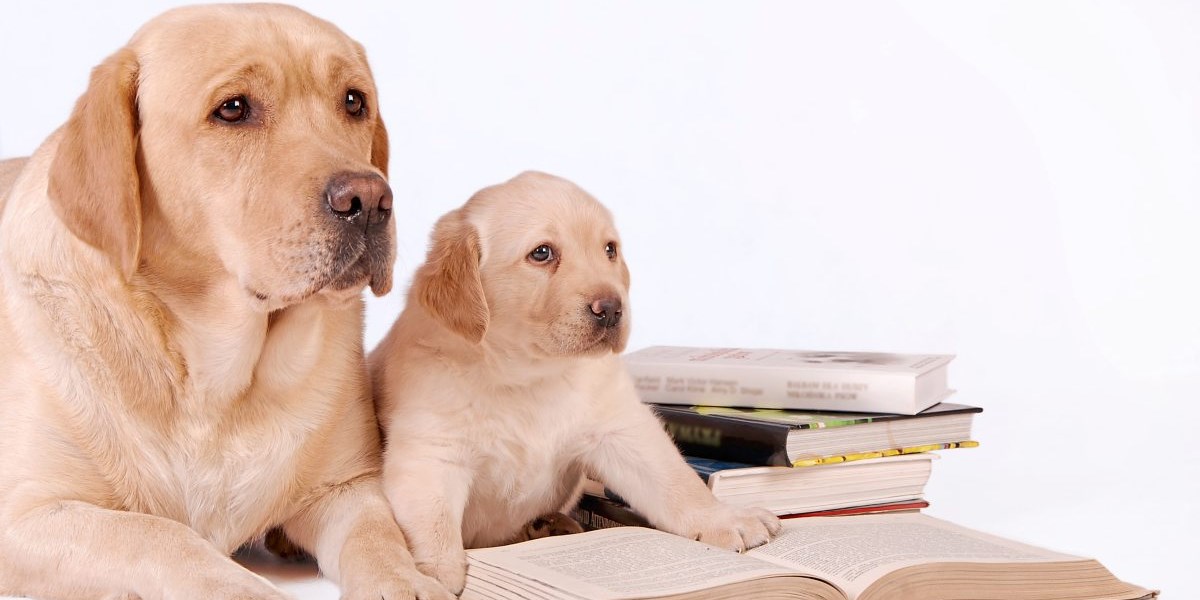 Wie alt ist mein Hund in Menschenjahren? Natur derStandard.at