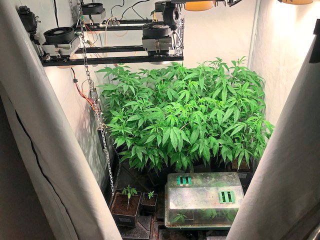 Italien Erlaubt Hanfanbau Zu Hause Italien Derstandard De International