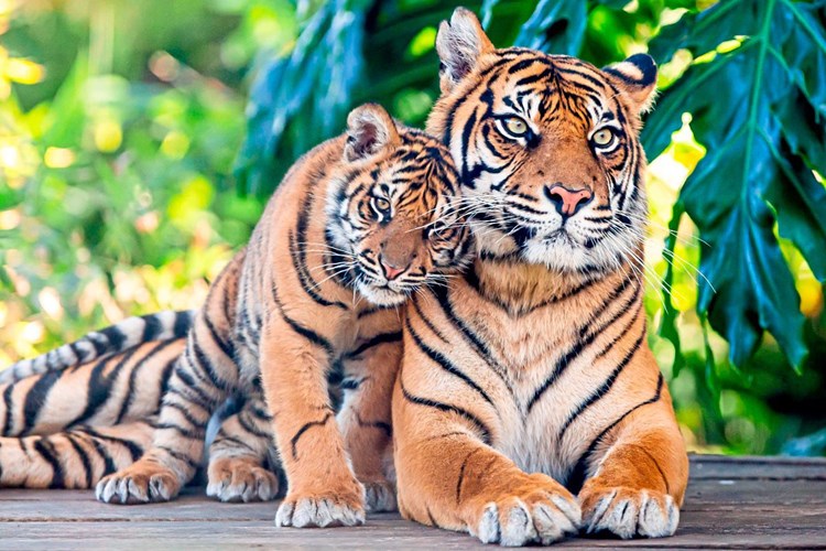 Wie Eine Hotline Die Letzten Tiger Leoparden Und Elefanten Schutzen Will Editionzukunft Derstandard At Editionzukunft