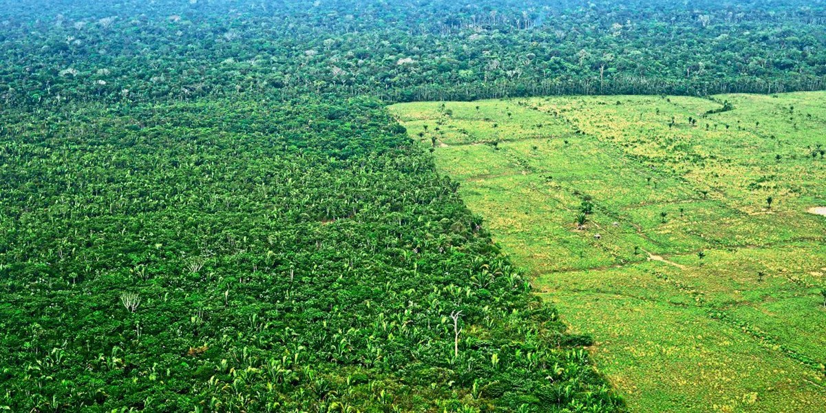 Abholzung Im Amazonas Regenwald 19 Drastisch Gestiegen Okologie Derstandard At Panorama