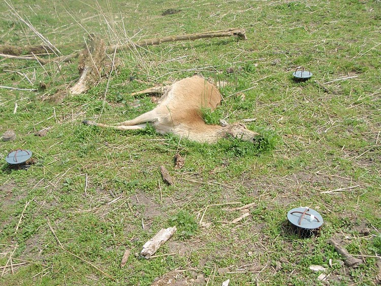 Forscher Empfehlen Die Kadaver Grosser Tiere Liegen Zu Lassen Natur Derstandard De Wissen Und Gesellschaft