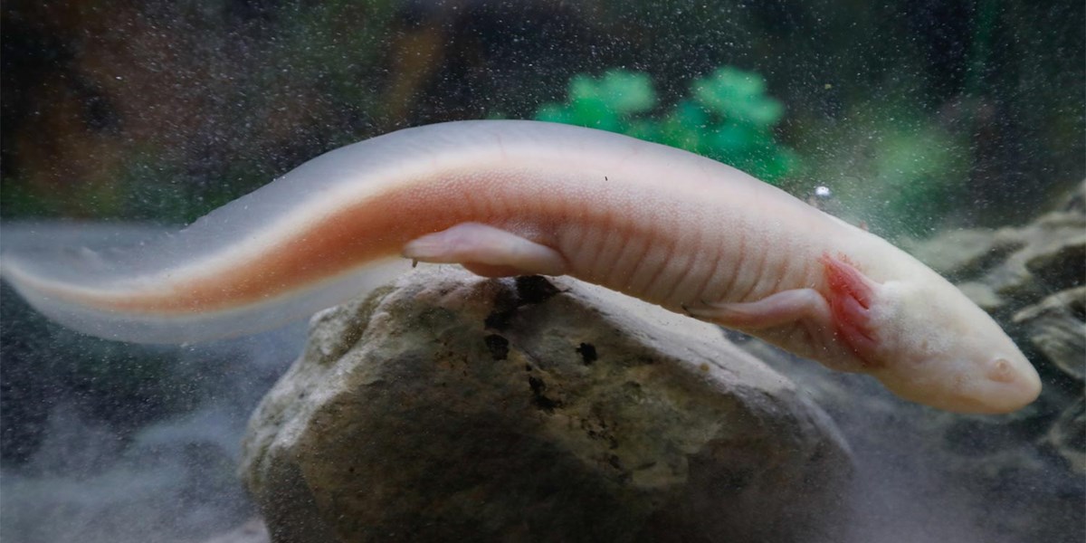 Axolotl : Tiere Wie Spinne Und Axolotl Helfen Bei Der Wundversorgung