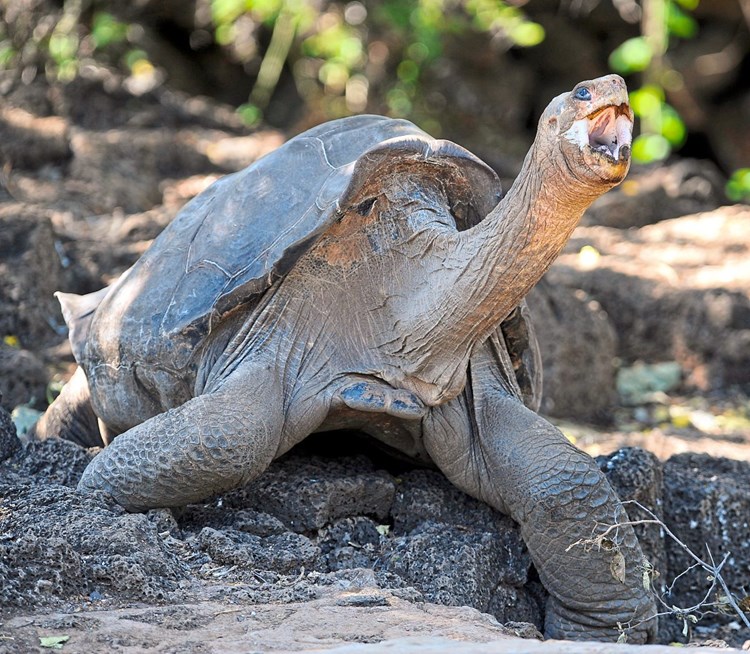 Galapagos: Vermeintlich ausgestorbene Riesenschildkröten ...