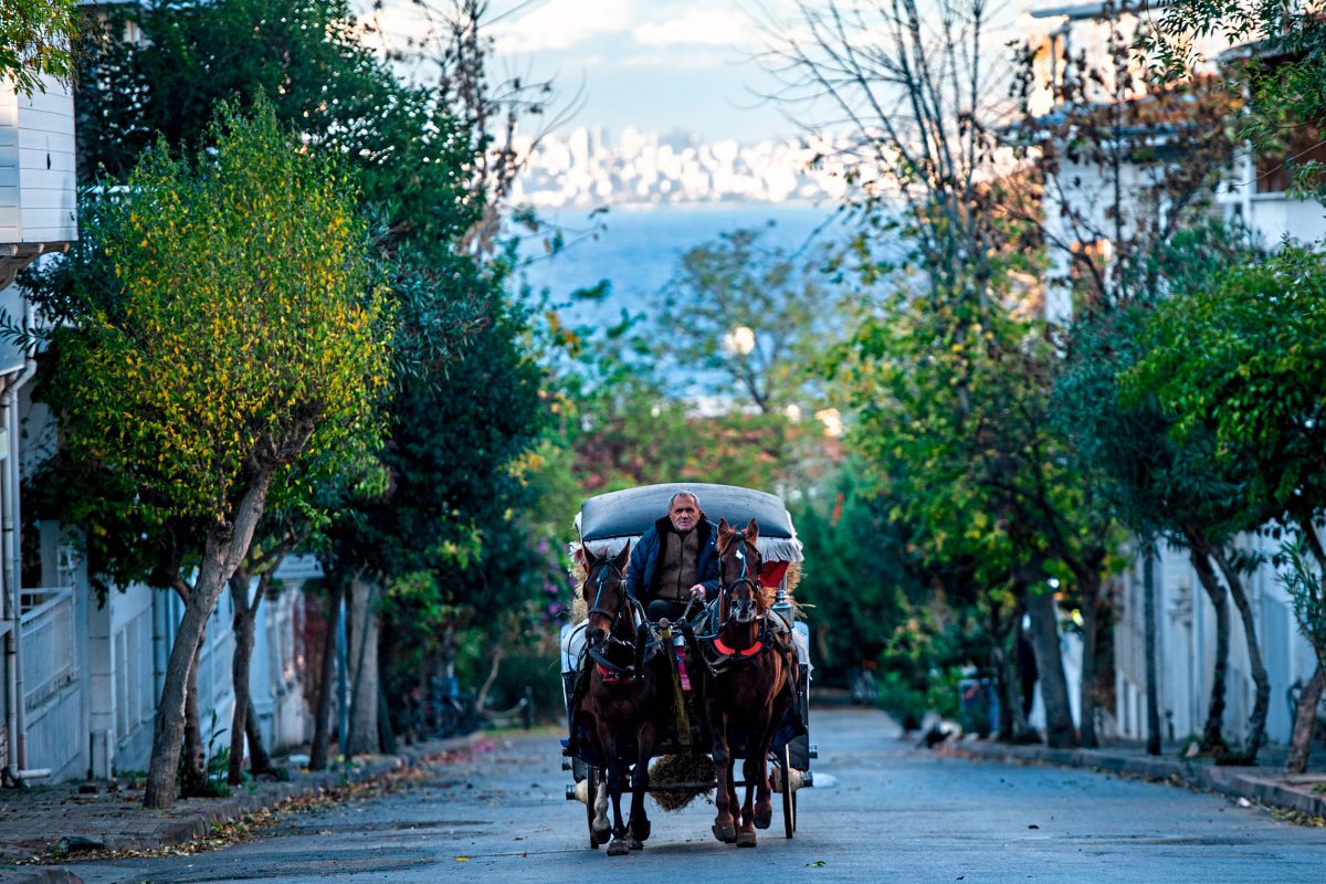 Das Ende Der Pferdeinseln Vor Istanbul International Derstandard De International