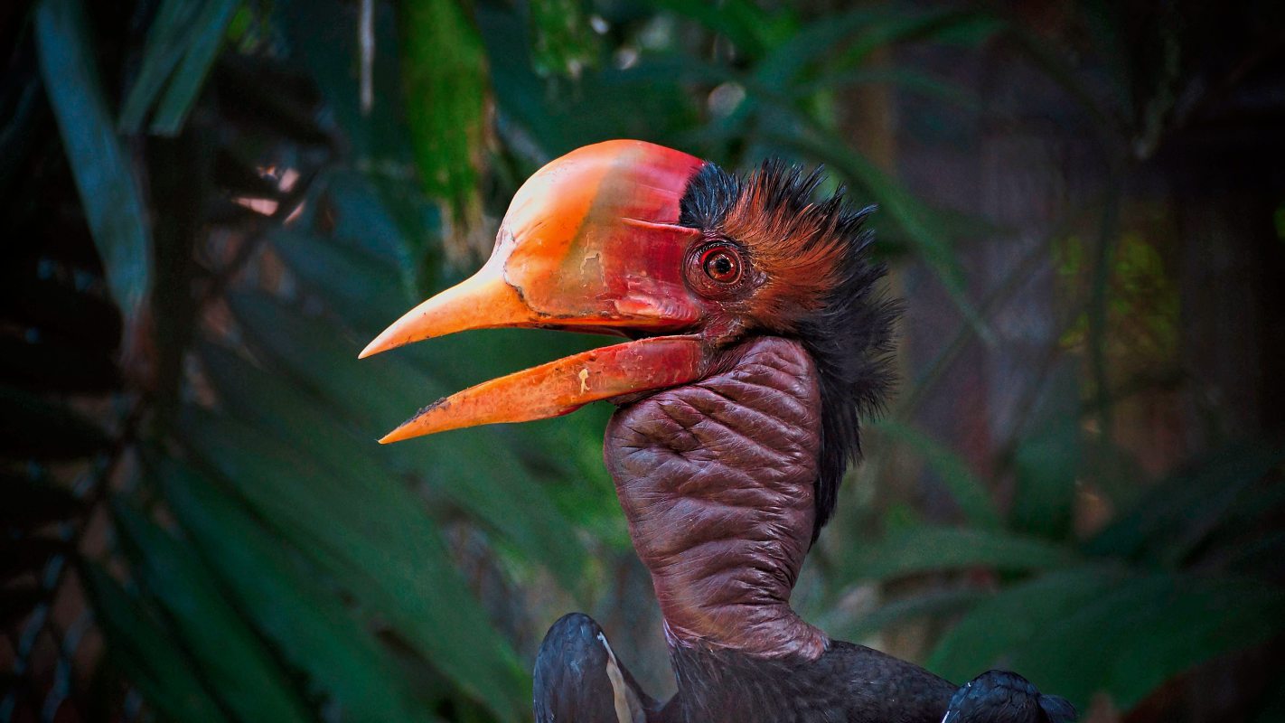 Sorge Um Den Vogel Mit Dem Gelbroten Schnabel Forschung Derstandard De Wissen Und Gesellschaft