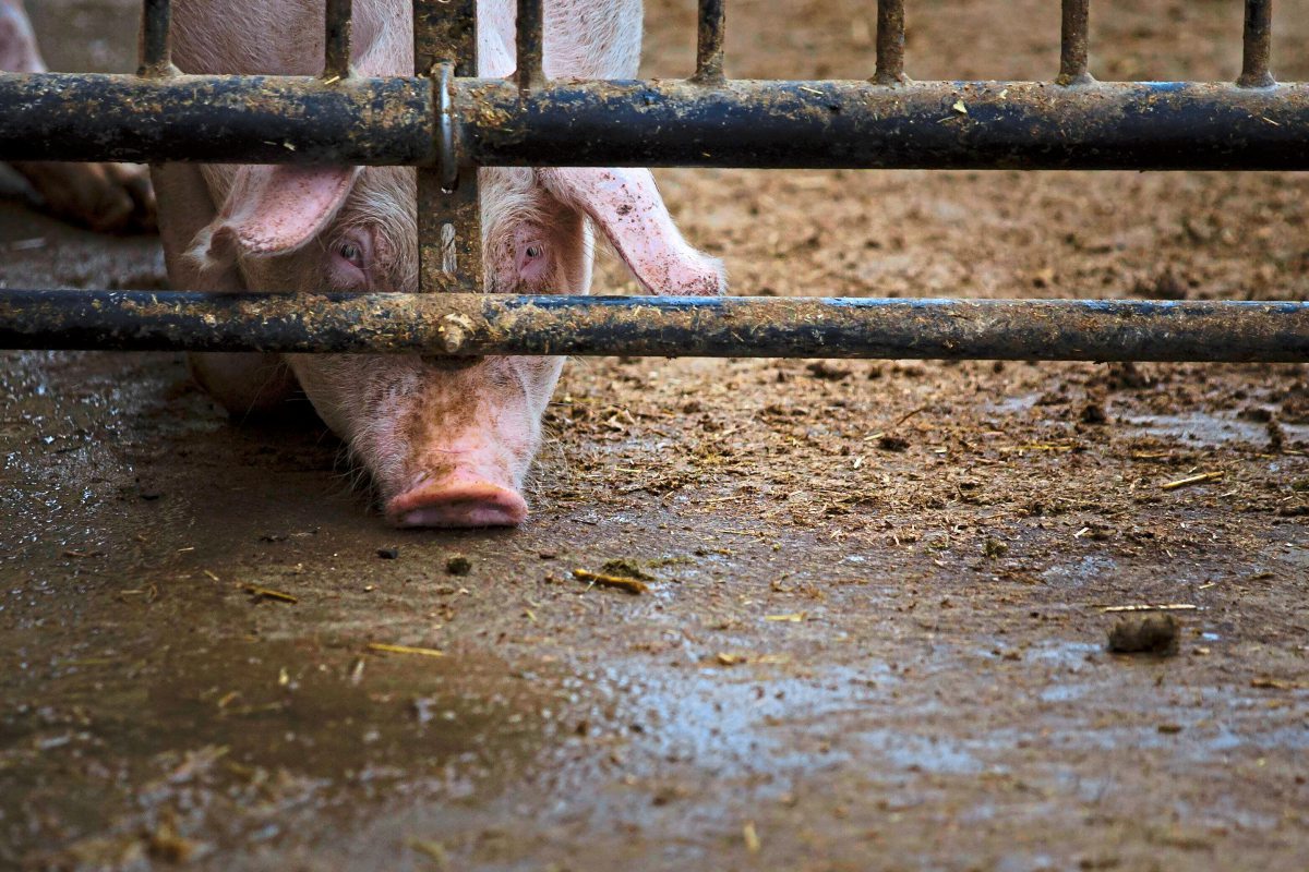 Daniela Emminger Schreibt In New York Einen Bauernroman