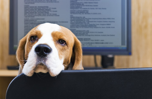 Beagle Welpen Zu Verkaufen