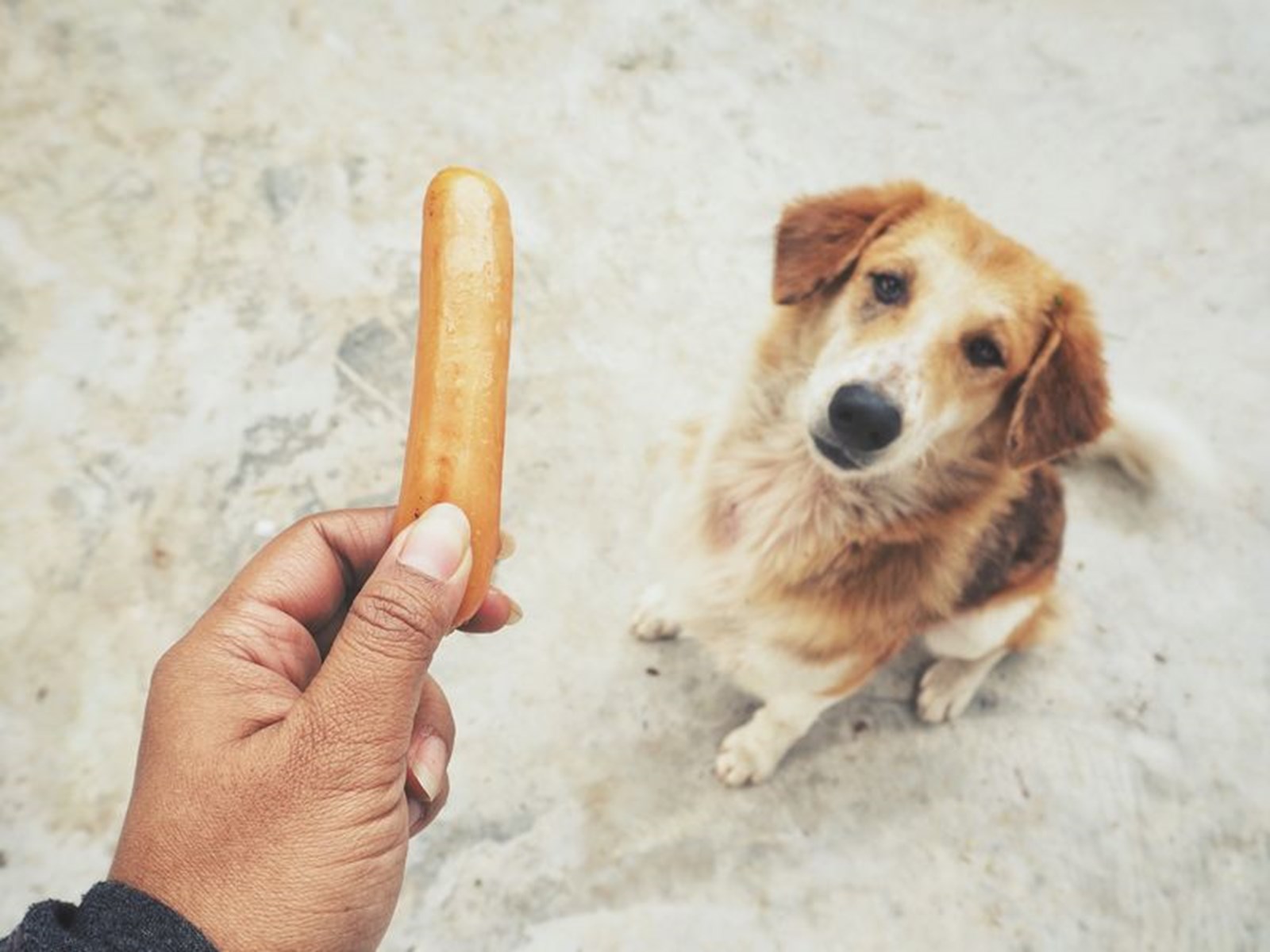 &quot;Der Hund läuft mit den Würsten davon&quot; Was Sprache mit uns macht