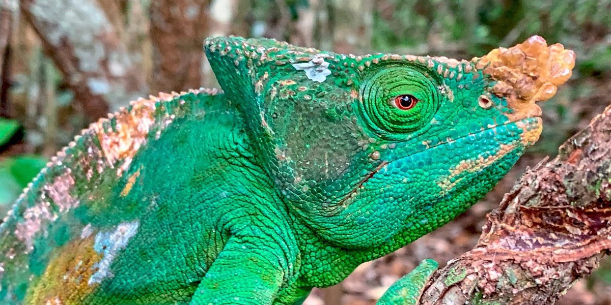 Alkohol Amazon Chamaleon Tv Und Radiotipps Fur Dienstag Tv Programm Switchlist Derstandard De Kultur