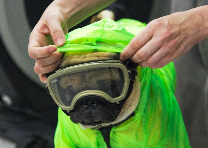 Auch Hunde Konnen Sich Mit Sars Cov 2 Infizieren Mensch Derstandard De Wissen Und Gesellschaft