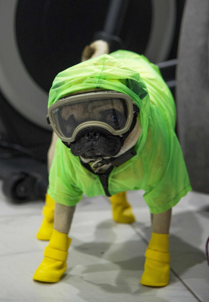 Auch Hunde Konnen Sich Mit Sars Cov 2 Infizieren Mensch Derstandard At Wissenschaft