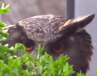 Wenn die größte Eule direkt vor dem Wohnzimmerfenster brütet - >> Klicktipp