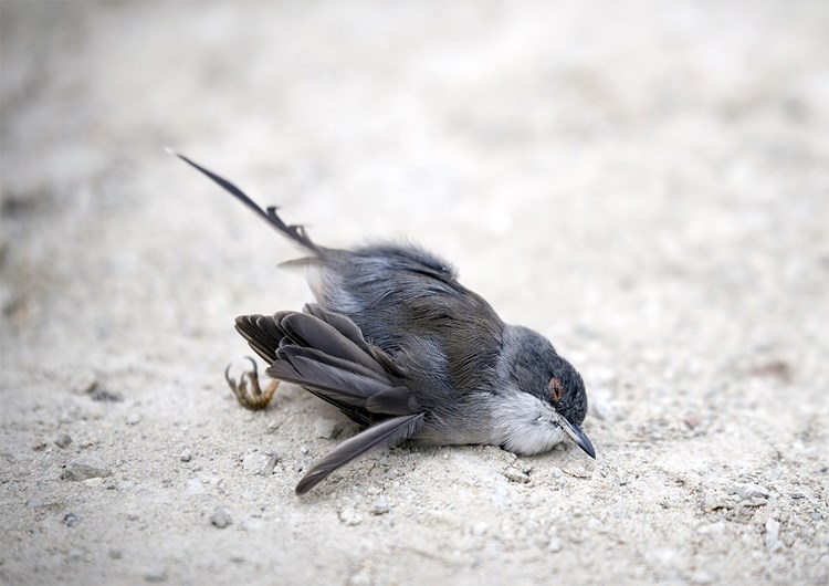 Suche Nach Toten Vogeln Forscher Bitten Um Mithilfe Natur Derstandard De Wissen Und Gesellschaft